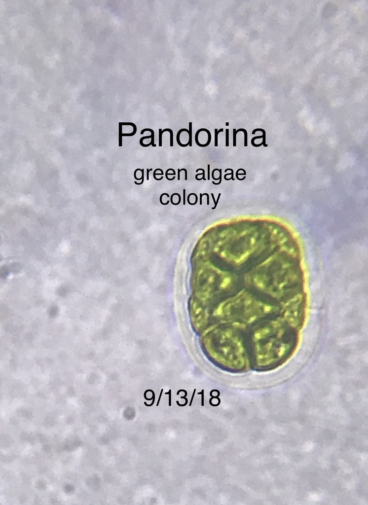 Pandorina from Caloosahatchee River estuary on September 13, 2018 by ...