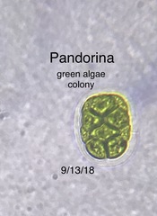 Pandorina