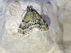 Acasis viretata