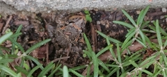 Discoglossus galganoi