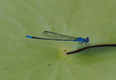 Pseudagrion cingillum