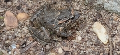 Discoglossus galganoi