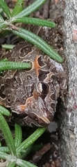 Discoglossus galganoi