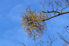 Loranthus europaeus