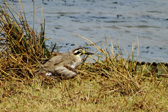 Esacus recurvirostris