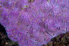 Chalinula nematifera