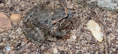 Discoglossus galganoi
