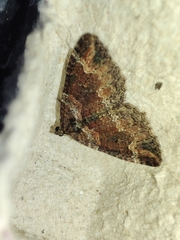 Catarhoe basochesiata