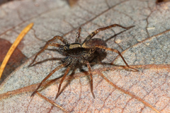 Pardosa lugubris