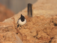 Motacilla maderaspatensis