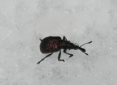 Involvulus cupreus