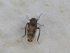 Neoaliturus guttulatus