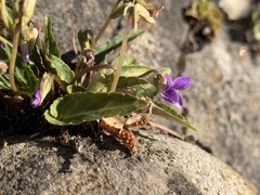 Viola inconspicua nagasakiensis