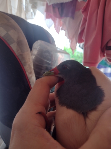 Paint-billed Crake (Mustelirallus erythrops), photo 3