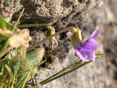 Viola inconspicua nagasakiensis