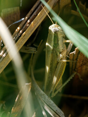 Dichroplus elongatus