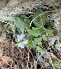 Viola adenothrix