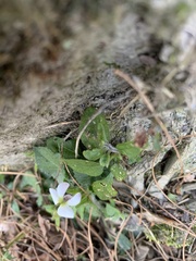Viola adenothrix