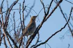 Turdus naumanni