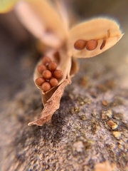 Viola inconspicua nagasakiensis