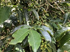 Coffea arabica
