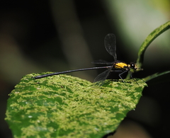 Austroargiolestes aureus