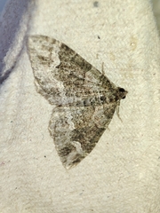 Catarhoe basochesiata