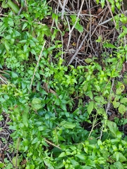 Asparagus asparagoides image