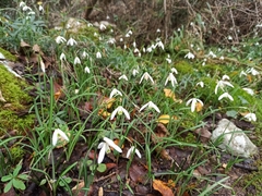 Galanthus reginae-olgae