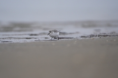 Calidris alba