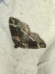 Catarhoe basochesiata