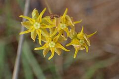 Asclepias aurea