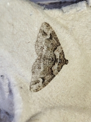 Catarhoe basochesiata