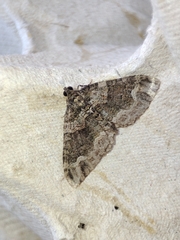 Catarhoe basochesiata