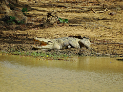 Crocodylus palustris