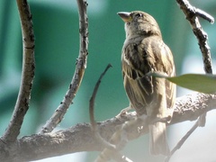 Passer domesticus