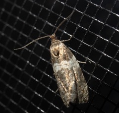 Olethreutes fasciatana