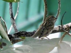 Passer domesticus