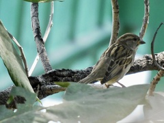 Passer domesticus