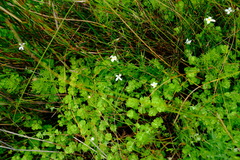 Lachnaea laxa