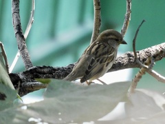 Passer domesticus