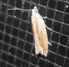 Ancylis diminuatana