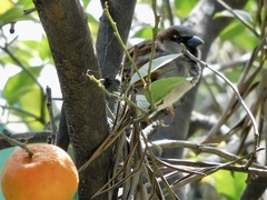 Passer domesticus