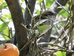 Passer domesticus