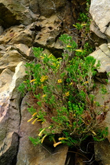 Erica curviflora