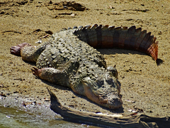 Crocodylus palustris