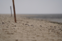 Plectrophenax nivalis