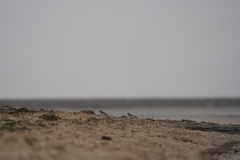 Plectrophenax nivalis