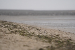 Plectrophenax nivalis