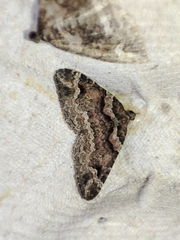 Catarhoe basochesiata